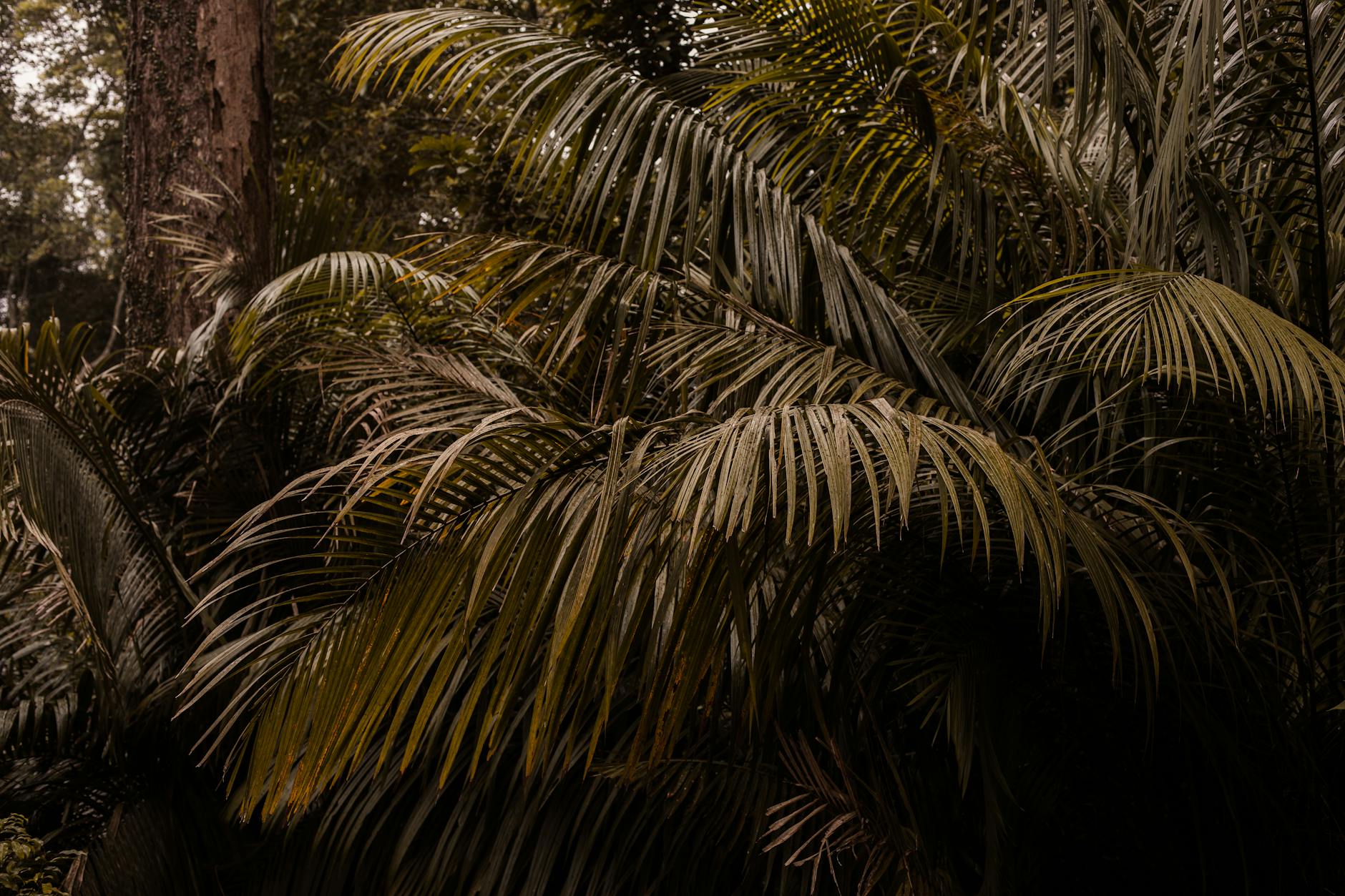 Suriname — landmark